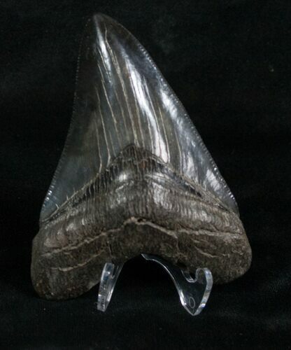 Inch Jet Black Megalodon Tooth #4180